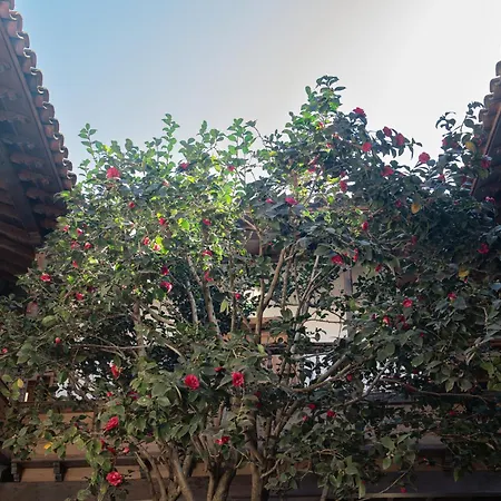 La Casa De La Camelia Hotel San Cristóbal de La Laguna